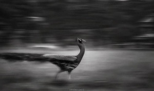 peacock23.jpg