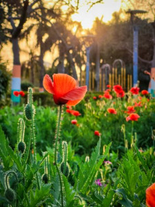 Flowers at golden hour