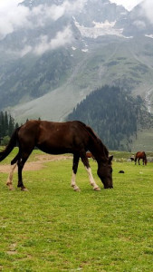 Finding beauty in the simple moments, like a horse contentedly grazing in a lush green field #SimpleJoys
